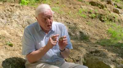 This particular one
has a scientific name of Tiltonicerus, - David Attenborough: A Life on Our Planet