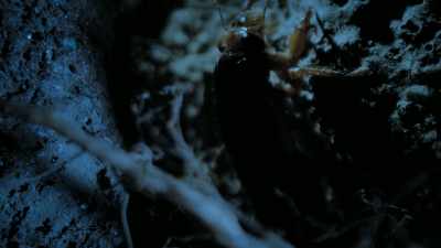 This periodical cicada - Super/Natural