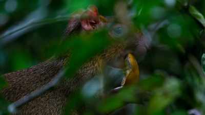 This pint-sized agouti
relies on what falls from above. - Tiny World