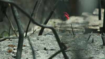 This place hasn't burned for
15 years, - The Green Planet