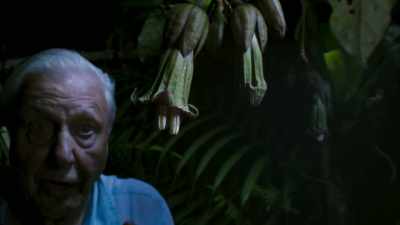 This plant produces its flowers
at night. - The Green Planet