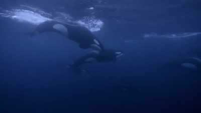 ''This pod is here to round them up.'' - Secrets of the Whales