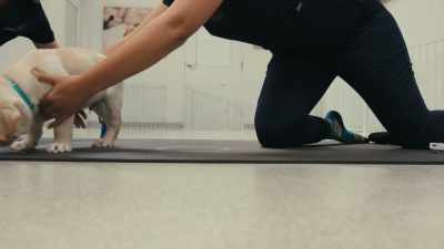 This pointing test
was the beginning - Inside the Mind of a Dog