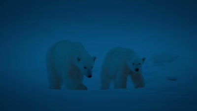 This polar bear mum and cub - A Year on Planet Earth