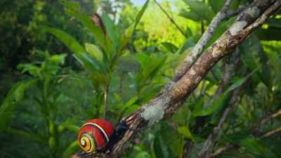 This is Polymita picta,
a Cuban painted snail. - Attenborough's Life in Colour