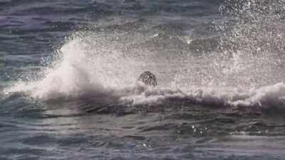 ''This practice helps the youngsters
learn to handle live prey.'' - Secrets of the Whales