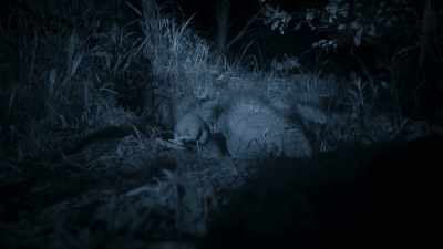 This precious new addition
riding on its mother's back - Wild Babies