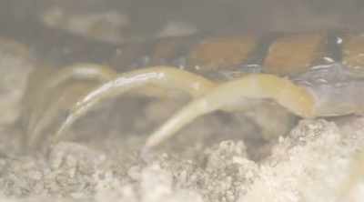 This predatory arthropod
kills its prey - Kings of Pain