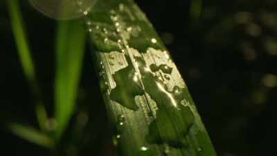 This process,
known as photosynthesis, - Universe