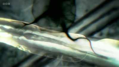 This process of myelination - The Human Body: Secrets of Your Life Revealed