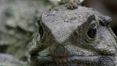 This proved that large dinosaurs
once lived alongside the tuatara. - Modern Dinosaurs