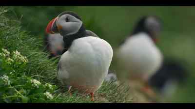 This puffin is waiting
for his lifelong partner. - Our Oceans