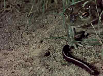 This pungent defense,
however, has its limitations. - The Living Desert