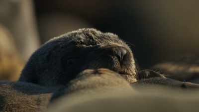 This pup was born
into a crowded world. - Planet Earth III