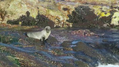This pup has strayed too close to the edge. - Hostile Planet