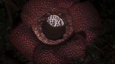 This is rafflesia,
the corpse flower. - The Green Planet