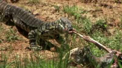 This real-life monster
also possesses venom, - Kings of Pain