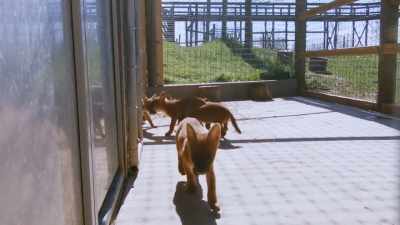 This is really fun
to see them come out, - Secrets of the Zoo