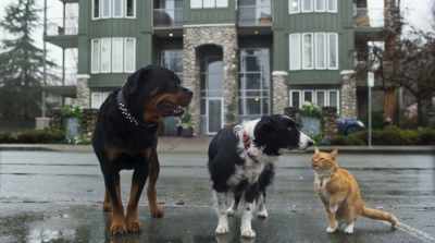 This is really
happening. I am outside! - Cats & Dogs 3: Paws Unite