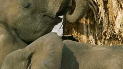 This relationship can only
work because baobabs - The Green Planet