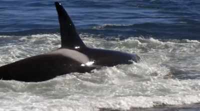 This remarkable adaptation
allows orcas to hunt both - Shark Attack Files