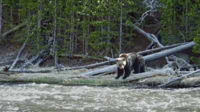 This river is a turbulent place
for a first swim. - Epic Yellowstone