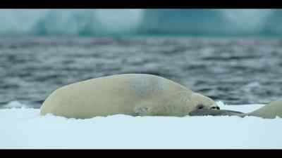 This rugged young male is
as tough as they come. - Our Oceans