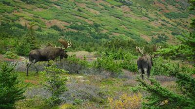 This is rutting season, - Big Beasts