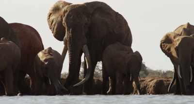 This is Satao, king of them all. - The Elephant Queen