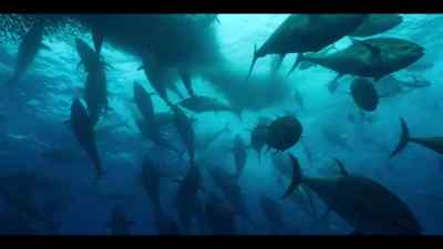 This school of fish is being demolished - Our Oceans