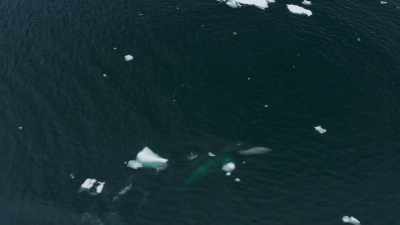 This seal has only one way - Frozen Planet II