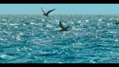This season,
the more experienced GTs get there first. - Our Oceans