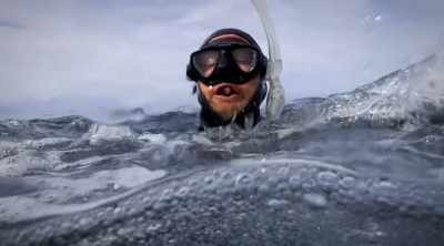 This shark is not
attacking a fish, - Shark Attack Files