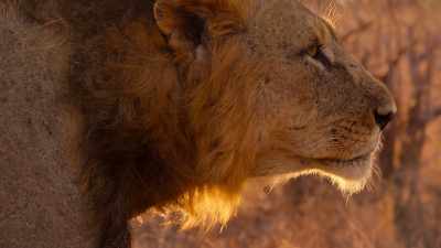 This shorter mane is less likely to snare
on the thorny undergrowth. - Our Great National Parks