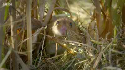 This should be the most
bountiful time of year. - Wales: Land of the Wild