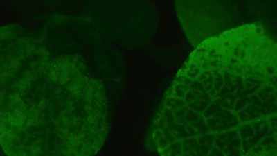This signal warns each leaf
of the danger, - The Green Planet