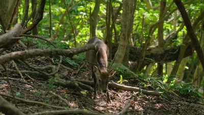 This sika deer is just three feet tall. - Our Great National Parks