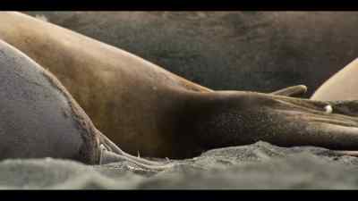 This skua's off to find an easier target, - Our Oceans