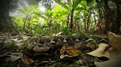 This snake can measure
30 feet long, - Kings of Pain
