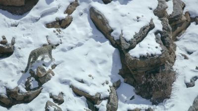 This snow leopard's relentless search for food continues. - Hostile Planet
