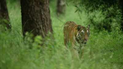 This is Solo, - Dynasties