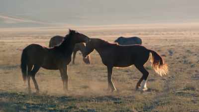 This was something that the
bison had never faced before. - The American Buffalo