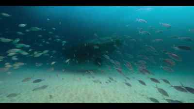 This southern right whale is living proof. - Our Oceans