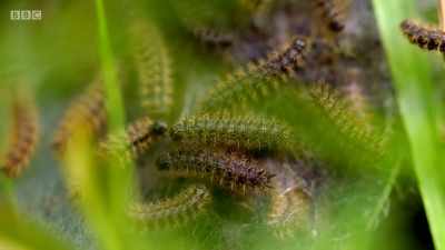 This species is in decline
across Europe, - Wales: Land of the Wild