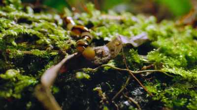 This species of flatworm
with its distinctive bands - Our Great National Parks