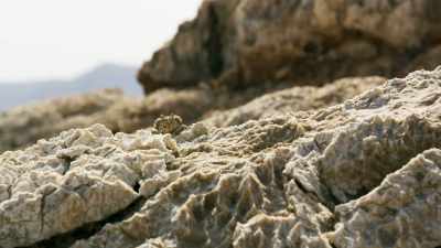 This species has only recently
been discovered - - Seven Worlds, One Planet