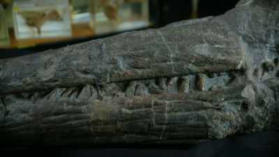 This specimen was found
by Mary Anning - Attenborough and the Sea Dragon