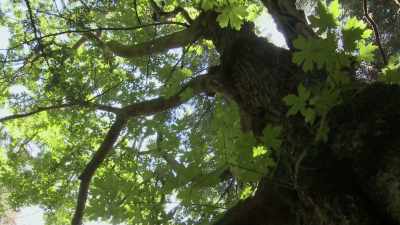This stately maple
senses that the tiny caterpillar - Cosmos: Possible Worlds