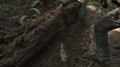 This stem - Expedition Bigfoot