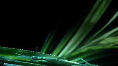 This stick insect relies on
camouflage to make it invisible, - Micro Monsters with David Attenborough